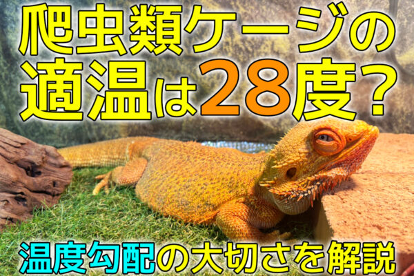 爬虫類の適温は28度？ホットスポットとクールゾーンで長寿を目指す