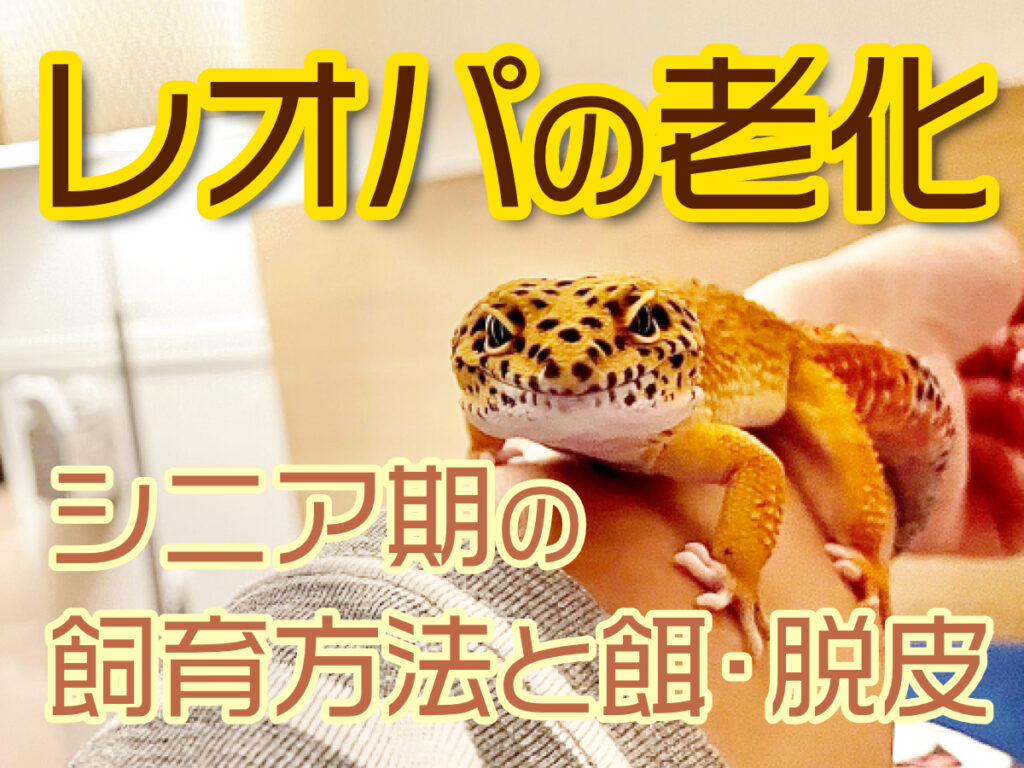 レオパの老化とは！シニア期の飼育方法と餌・脱皮についてを解説