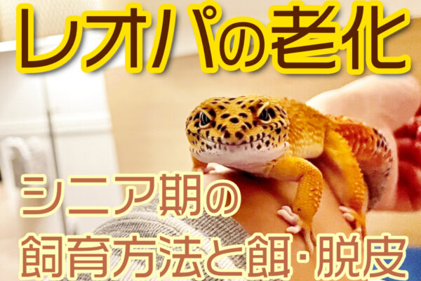 レオパの老化とは！シニア期の飼育方法と餌・脱皮についてを解説