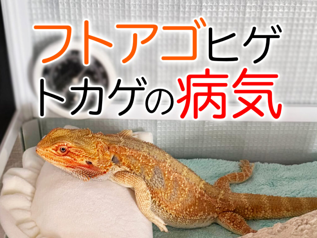 フトアゴヒゲトカゲの病気と体調不良のサイン！症状別の原因・対処法を解説