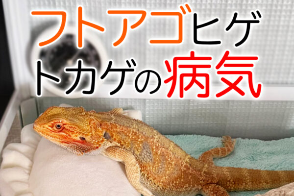 フトアゴヒゲトカゲの病気と体調不良のサイン！症状別の原因・対処法を解説