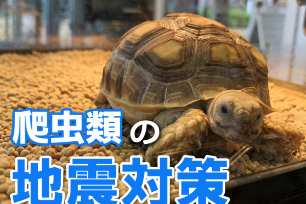 爬虫類の地震対策！ケージ・飼育棚の転倒や停電、脱走への備えを解説