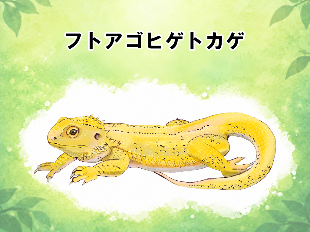 フトアゴヒゲトカゲ
