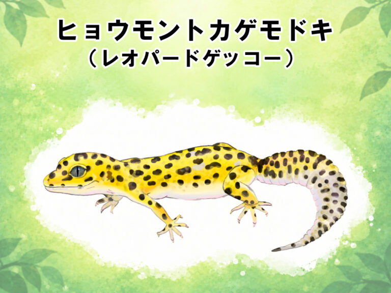 ヒョウモントカゲモドキ