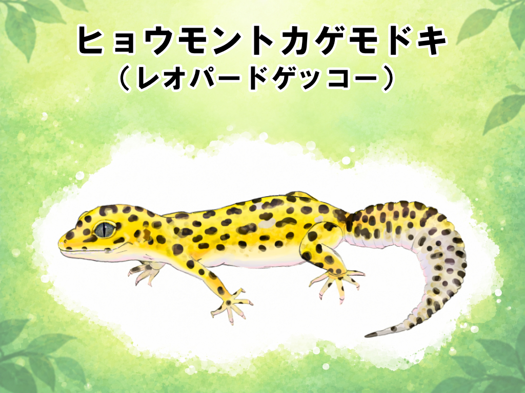 ヒョウモントカゲモドキ（レオパードゲッコー）